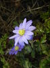 Anemone Blue Shades (2016, March 21)