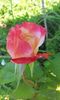 Double Delight3
