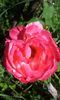 Double Delight5
