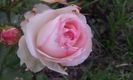 Eden Rose2