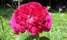 Falstaff