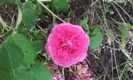 Gertrude Jekyll2