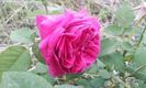 Mme Isaac Pereire2