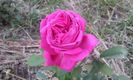 Mme Issac Pereire3