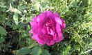 Purple Eden2