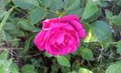 Purple Eden3