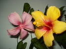 DSC04870