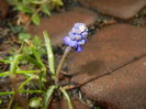 Muscari armeniacum (2016, March 22)