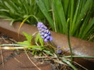 Muscari armeniacum (2016, March 22)