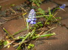 Muscari armeniacum (2016, March 22)