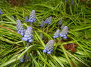 Muscari armeniacum (2016, March 22)