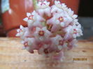 hoya sp. south Thailand EPC