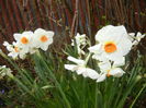 Narcissus Geranium (2016, March 22)