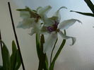 orhidee_16