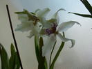 orhidee_17