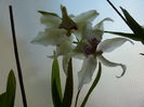 orhidee_18