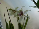 orhidee_19