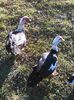 IMG_20160320_154209