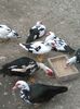 IMG_20160322_125030