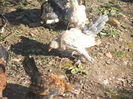 DSCF7702