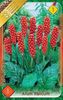 arum-italicum