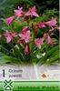 Crinum-powellii