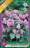 cyclamen-hederifolium