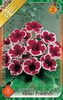 gloxinia-kaiser-friedrich