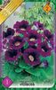 gloxinia-violacea