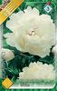 paeonia-white