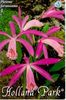 Pleione_1