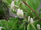 Polygonatum_odoratum1