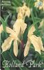 Roscoea_1