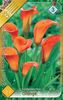 zantedeschia-orange