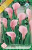zantedeschia-pink