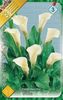 zantedeschia-white