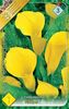 zantedeschia-yellow