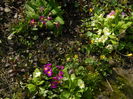 DSCN2706