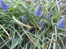 Muscari