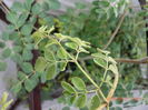 Moringa Oleifera-Copacul Vietii