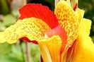 Canna-Cleopatra-1-300x199