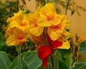images (39)