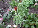 Fritillaria imperialis