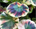 Rare Japan Geranium 2ron/buc
