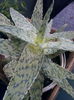 Aloe ''white blush''