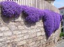 Purple Rock Cress Aubrieta 0,5 ron/buc