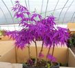 Rare Purple Maple Bonsai 2,5 ron/buc