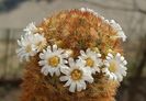 Mammillaria carmenae "rubrispina"