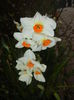 Narcissus Geranium (2016, March 22)