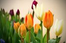 Orange Emperor si Purissima - Fosteriana Tulips